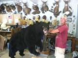 bear hunt and taxidermy pics 2013 001 (86)