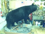 bear hunt and taxidermy pics 2013 001 (99)