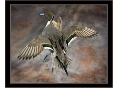 pintail_noon