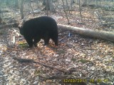 776 lb bear alive