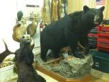 bear hunt and taxidermy pics 2013 001 (101)