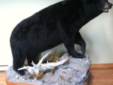 bear hunt and taxidermy pics 2013 001 (103)