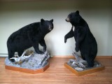 bear hunt and taxidermy pics 2013 001 (105)