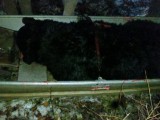 bear hunt and taxidermy pics 2013 001 (22)