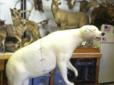 bear hunt and taxidermy pics 2013 001 (33)