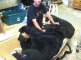 bear hunt and taxidermy pics 2013 001 (42)