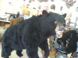 bear hunt and taxidermy pics 2013 001 (73)