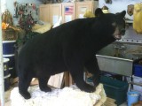 bear hunt and taxidermy pics 2013 001 (91)