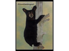 cub_climbing