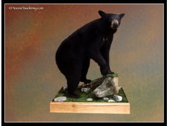 haider-bear-011