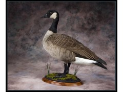 canada_goose