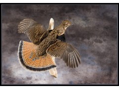 grouse