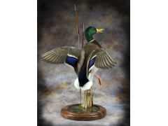 mallard