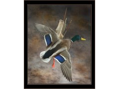 mallard_fly_noon