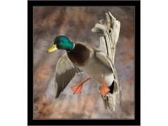 mallard_landing_noon