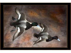 old_squaw_flying_small