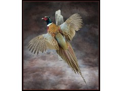 pheasant