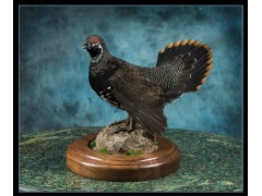 spruce_grouse1