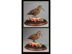woodcock