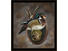 woodduck_1