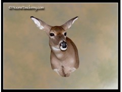 doe_sneak_left