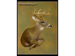 Half_body_whitetail