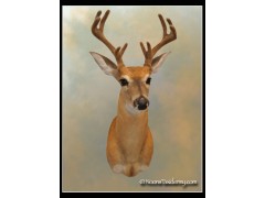 velvet_whitetail